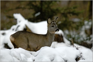 Bockkitz im Winterwald