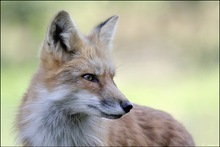 Fuchs