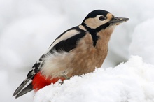 Buntspecht im Schnee