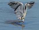 Graureiher (Ardea Cinerea)