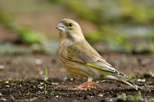 Grünling (Carduelis chloris)