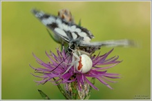 Todeskuss, Veränderliche Krabbenspinne (Misumena vatia) und Schachbrettfalter (Melanargia galathea)