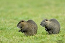 Nutria (Myocastor coypus)