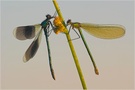Gebänderte Prachtlibelle (Calopteryx spledens)
