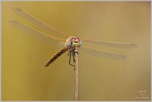 Frühe Heidelibelle – Sympetrum fonscolombii - 2. Fassung