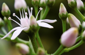 Blütenstempel