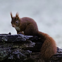 Eichhörnchen (Sciurus vulgaris)