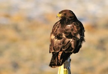 Der kleine Eifeladler