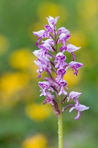 Orchis militaris