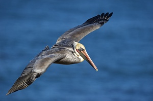 Pelikan fliegt vorbei