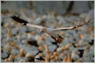 Kaptölpel (Morus capensis)