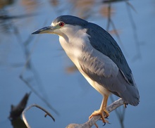 Nachtreiher (Nycticorax Nycticorax)