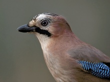 Garrulus glandarius