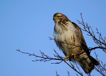 Bussard im Abendlicht