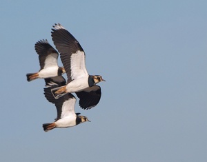 Kiebitztrio (Vanellus Vanellus)