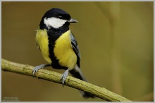 Kohlmeise (Parus major)