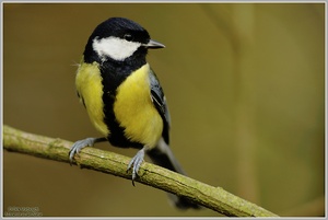 Kohlmeise (Parus major)