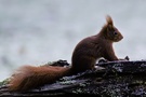 Mein Hof-Eichhörnchen (Sciurus vulgaris) V