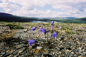 Glockenblumen im Einundalen