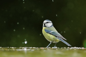 Blaumeise im Trüben