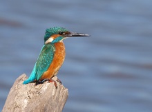 Eisvogel (Alcedo Atthis)