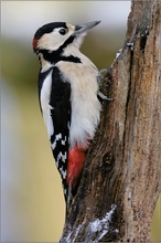 Buntspecht(Picoides major)