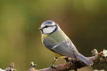 Blaumeise (Cyanistes caeruleus, früher Parus caeruleus)