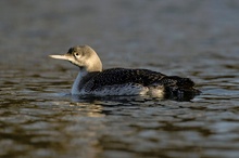 Gavia stellata