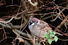 Feldsperling (Passer montanus) in einer Hecke