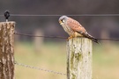 Falke verdrahtet.