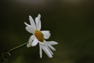 Im schwachen Licht