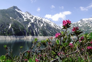Alpenrose