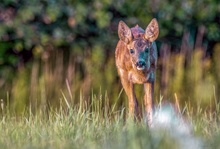 Erstaunter Blick