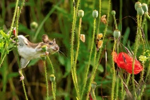 Die Maus im Mohn