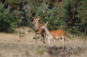 Hirschbrunft