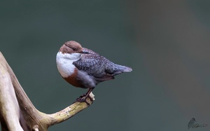 Wasseramsel