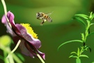 Honigbiene im Anflug