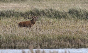 Darß Hirsch