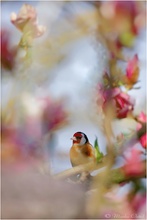 Stieglitz (Carduelis carduelis)