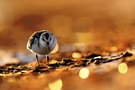 SANDERLING im GLITZERLAND