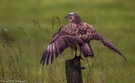 Mäusebussard entspannt II