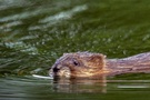 Im grünen Teich