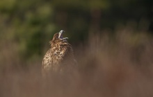 Seeadler