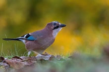 Herbstlicher Häher