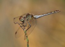 Weibchen der Grossen Heidelibelle (Sympetrum striolatum) '22
