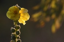 Scheidender Sommer im Abendlicht