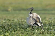 ~ Heiliger Ibis ~