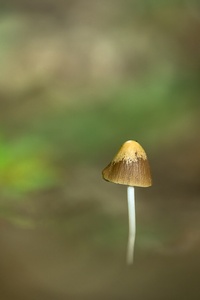 Ein Faserling