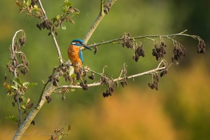 Eisvogel