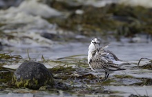 Sanderling